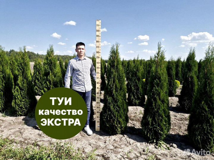 Туя смарагд рост 202 см /опт 150 шт