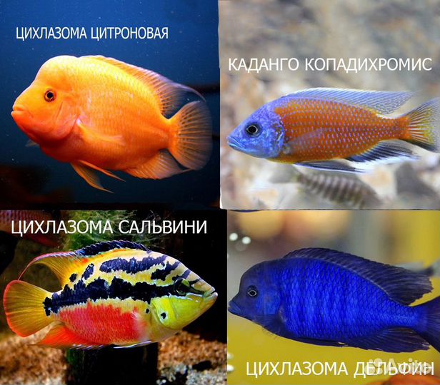 Рыбки аквариумные Цихлиды 70 видов