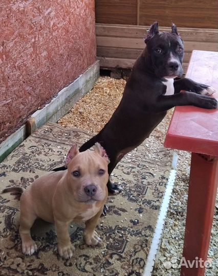 Девочка Американский Булли