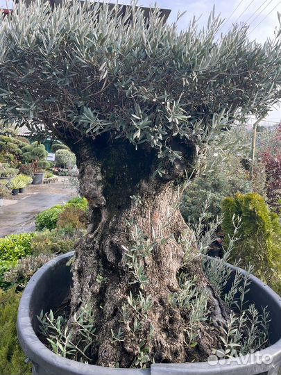 Оливковое дерево