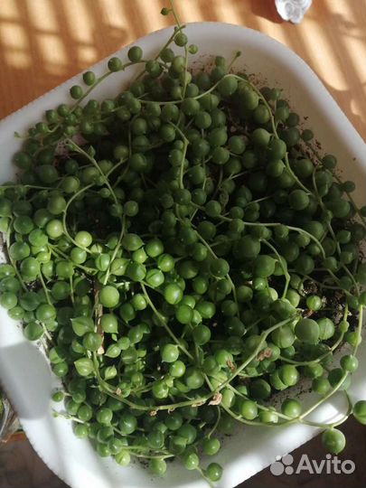 Крестовник Роули