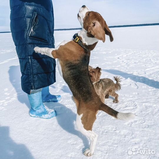 Бигль вязка