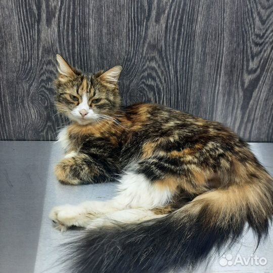 Кошечка в добрые руки