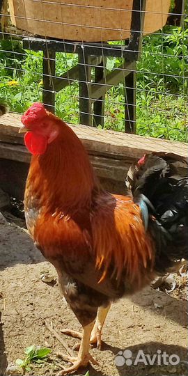 Петухи домашние