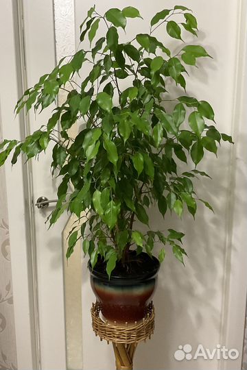 Фикус бенджамина большой