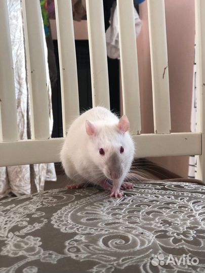 Отдам крысят (чит опис)