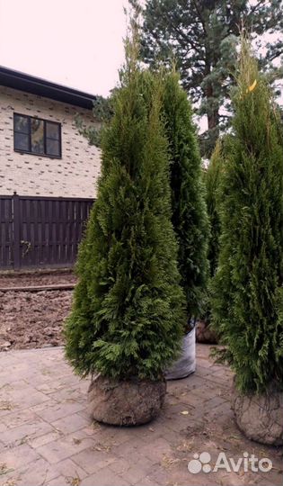 Туя зеленая