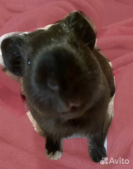 Морские свинки в добрые руки