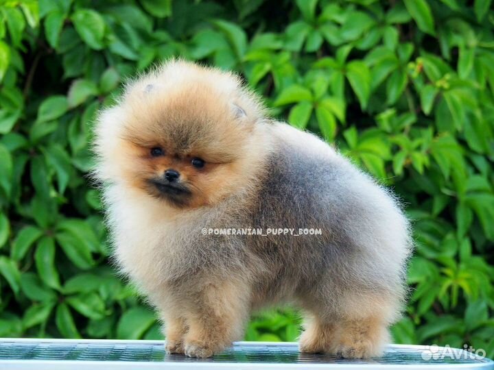 Стрижки, чистка зубов: салон - Жукова, 8