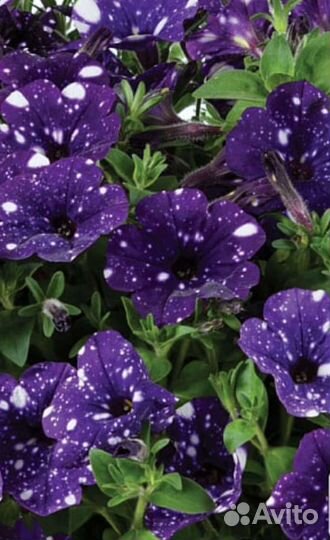 Кашпо петунии