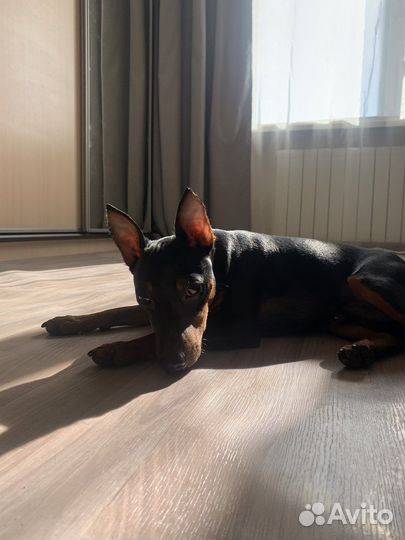 Вязка(цвергпинчер)