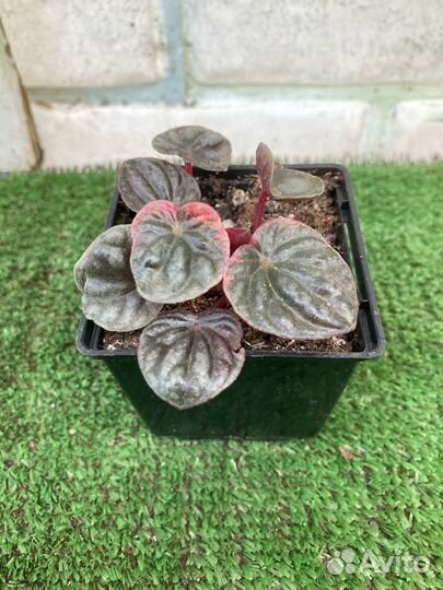 Пеперомия Россо и другие сорта из питомника