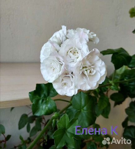 Пеларгония Айс роуз