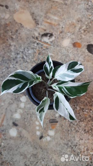 Калатея вайт фьюжн / white fusion