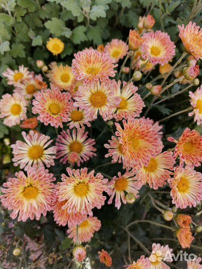 Хризантема корейская (не черенки)