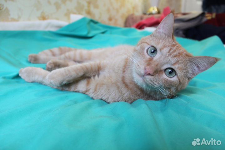 Рыжик котик в добрые руки