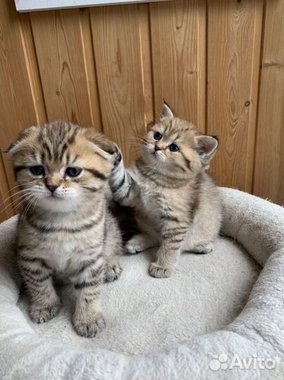 Шотландские плюшевые котята