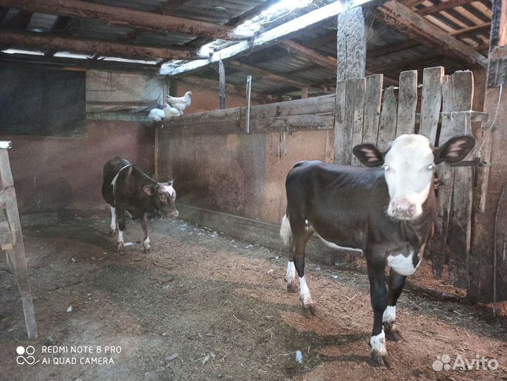 Бычки и телята