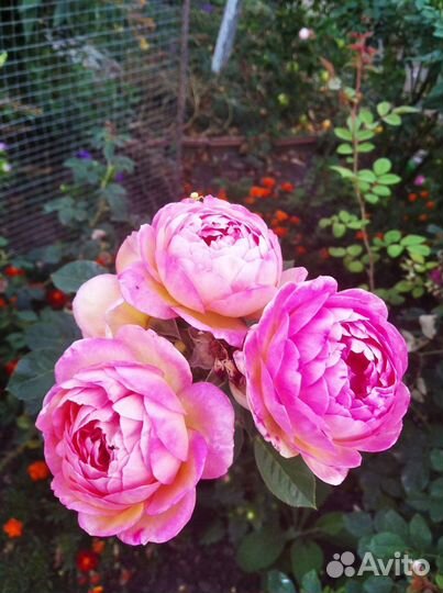 Розы саженцы михайловск читать описание