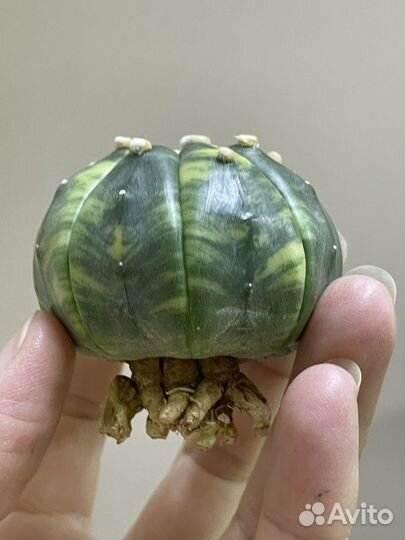 Astrophytum kikko variegate