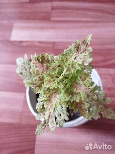 Зефирантес розовый,Колеусы