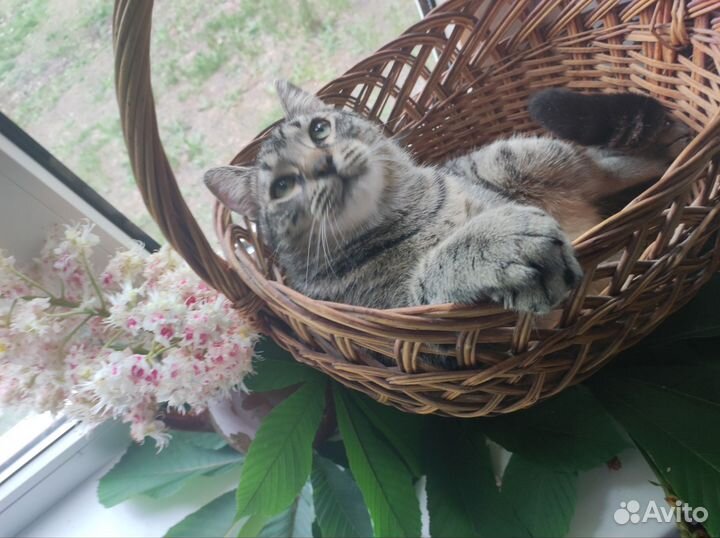 Котёнок-подросток