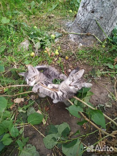 Отдам в добрые руки котят, родились 02.05.23