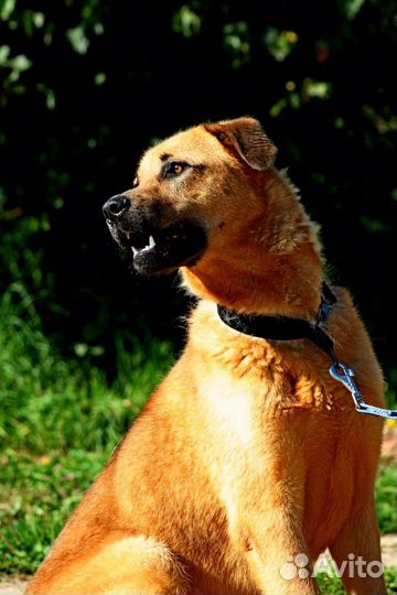 Собака-улыбака с идеальным характером в любящую се