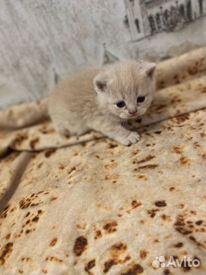 Британские котята