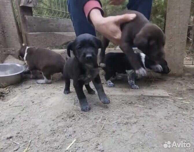 Щенки разные в добрые руки
