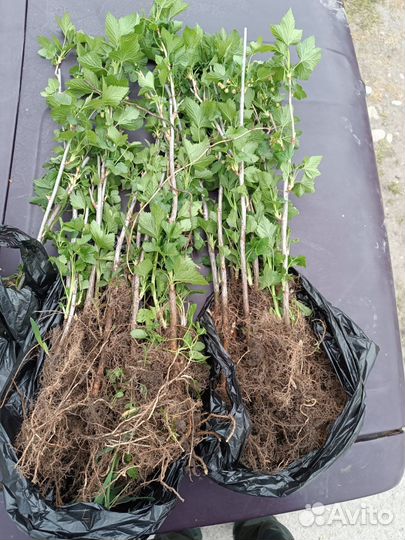 Чёрная смородина