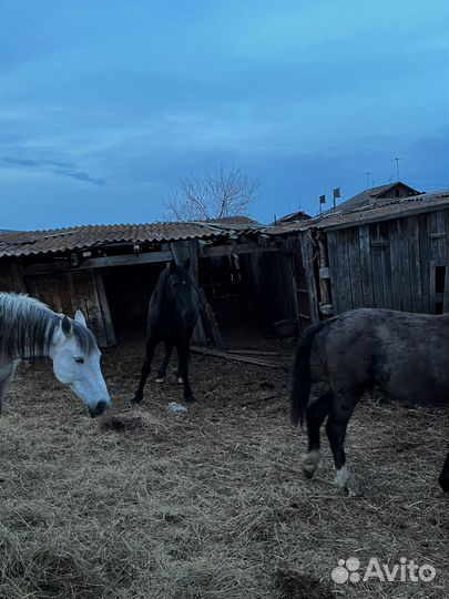 Орловский жеребец