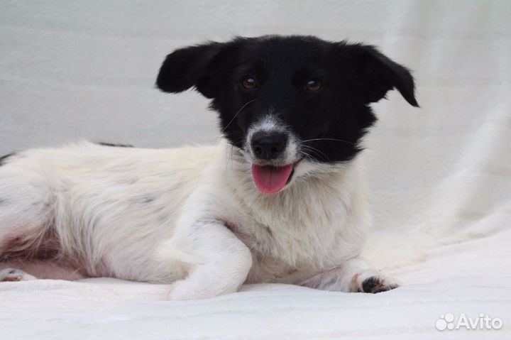 Собачка метис с вельш- корги в дар