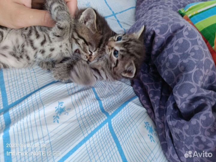 Коты бесплатно