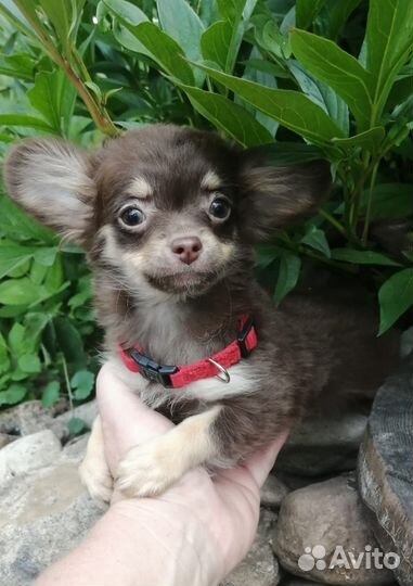 Шоколадные девочки