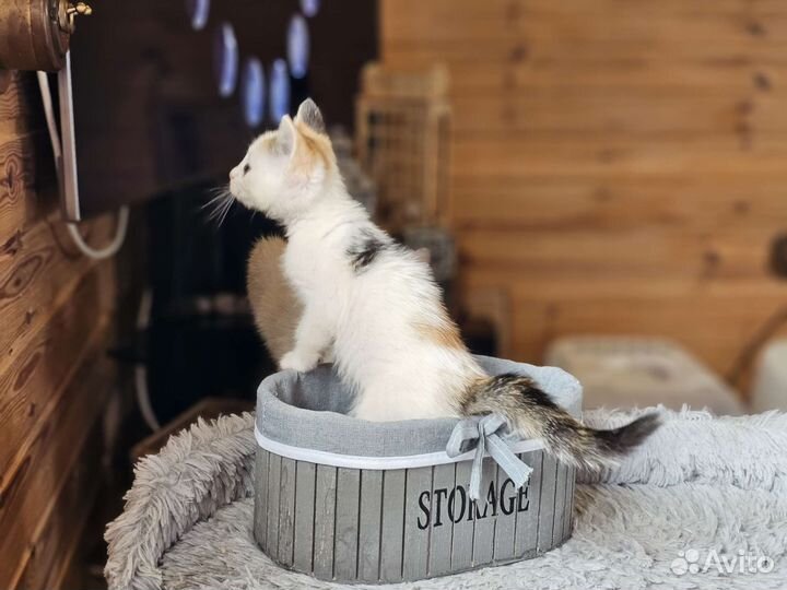 Котёнок Алёнка 2 мес.Прививка+паспорт. Привезём