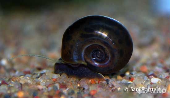 Улитки аквариумные бесплатно