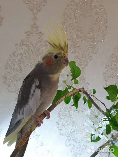 Попугай корелла девочка и мальчик