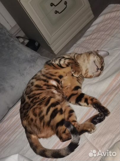 Бенгальская кошка девочка