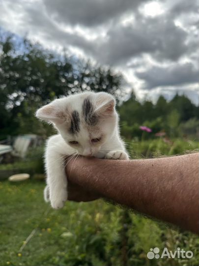 Кошечка ищет дом