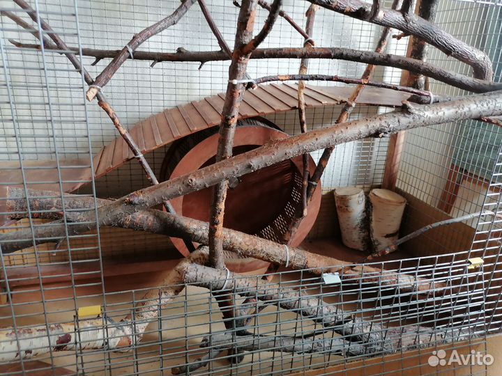 Клетка для грызунов очень большая
