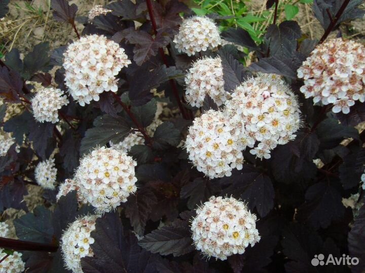 Пузыреплодник