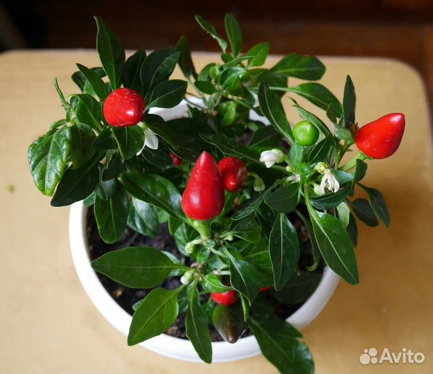 Острый комнатный перец, семена почтой