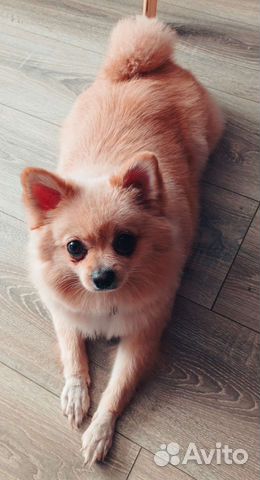 Груминг (стрижка собак и кошек) только выезд