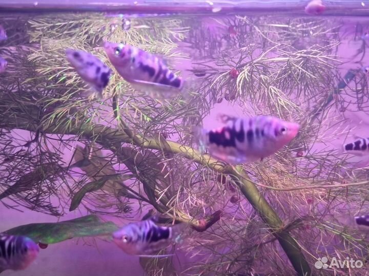 Аквариумные рыбки
