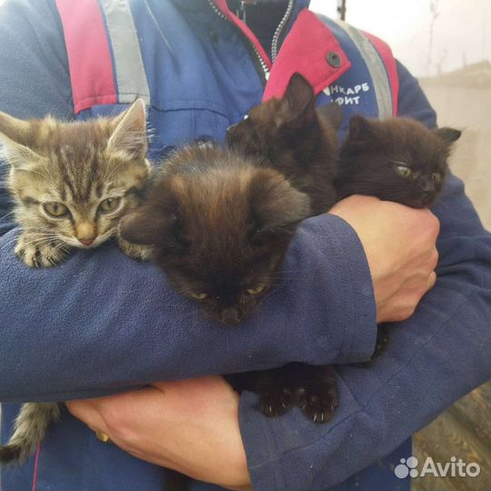 Кошка в дар бесплатно