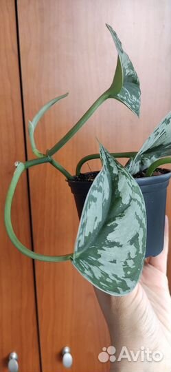 Сциндапсус