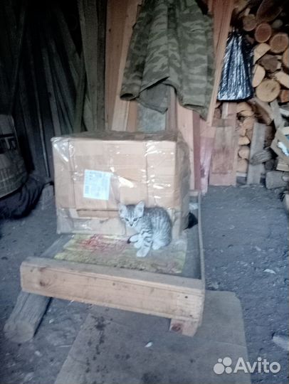 Котята в добрые руки бесплатно