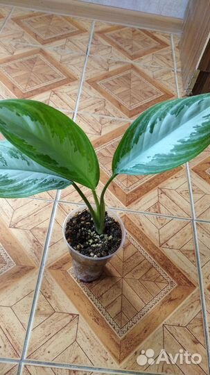 Аглонемы домашние