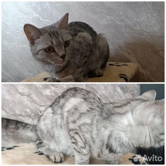 Котята британцы